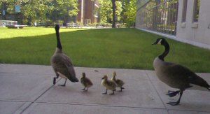 Family of geese that were behind the CAS building.